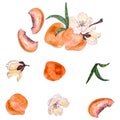 Illustration of an isolated fruit on a peach branch with fruits on a white background